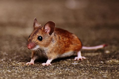 В чем разница между крысами и мышами?