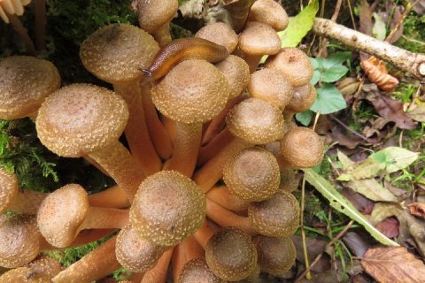 Самый большой живой организм в мире - гигантский медовый гриб