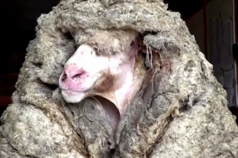 Обросшая 40 кг шерсти овца была спасена в лесах Австралии