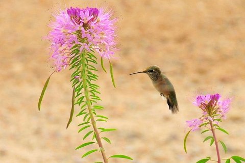 15 удивительных фактов о колибри