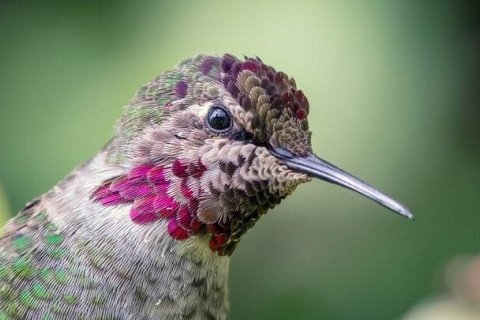 Суракав - колибри Анны, меняющая цвет каждую секунду