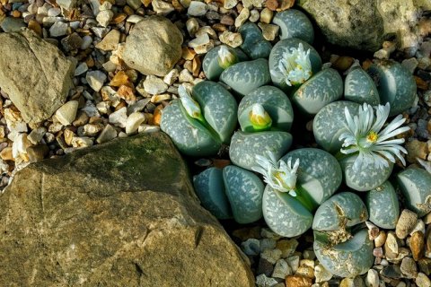Литопс - растение, которое выдает себя за камень