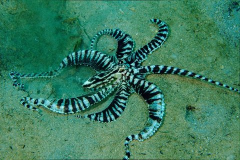 Мимический осьминог - мастер притворяться другими животными