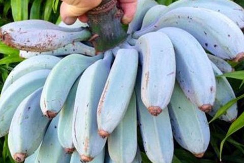 Голубая Ява - бананы со вкусом ванили