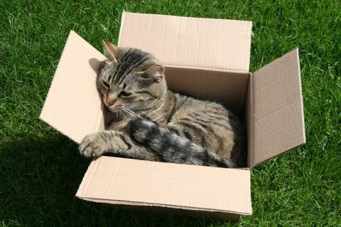 Наука о кошках и их любви к коробкам