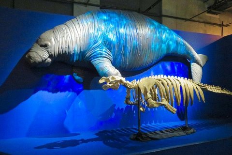 Морская корова Стеллера исчезла через 30 лет после открытия вида