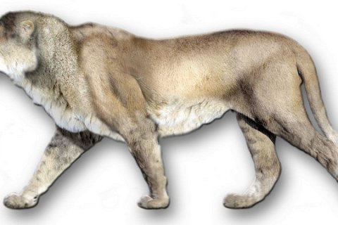 Почему вымер евразийский пещерный лев?