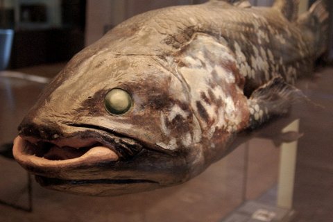 Рыба целакант способна жить до 100 лет