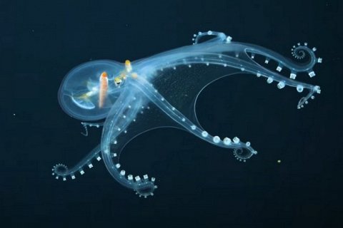 Стеклянный осьминог обнаружен в глубинах Тихого океана
