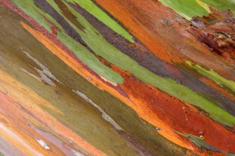 Радужный эвкалипт: Самое яркое дерево на планете