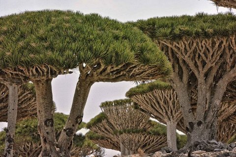 10 самых странных деревьев в мире