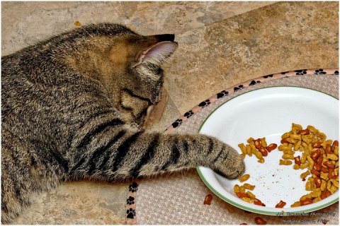 Почему кошки перестают есть, когда видно дно миски, но еда еще остается?