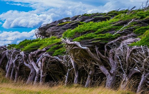 Слоуп-Пойнт: борьба деревьев и ветра