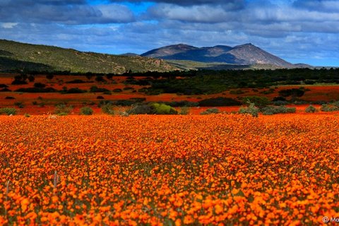 Национальный парк Намаква - волшебная цветущая пустыня Южной Африки