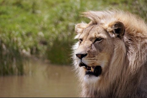 Действительно ли лев является царем зверей?
