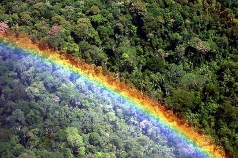 Тропические леса: исчезающая красота