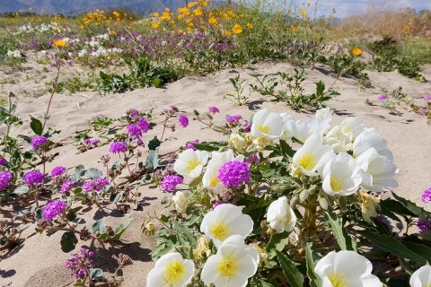 Анза-Боррего - пустыня, окрашенная в тысячи цветов