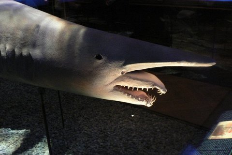 Акула-гоблин. Самая необычная из акул