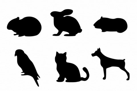 Почему мы так любим домашних животных?