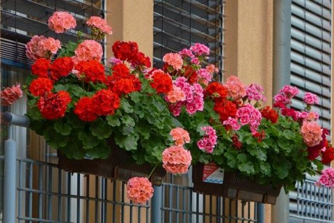 Особенности выращивания пеларгонии