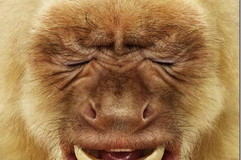 Забавные обезьяны от фотографа Джилл Гринберг