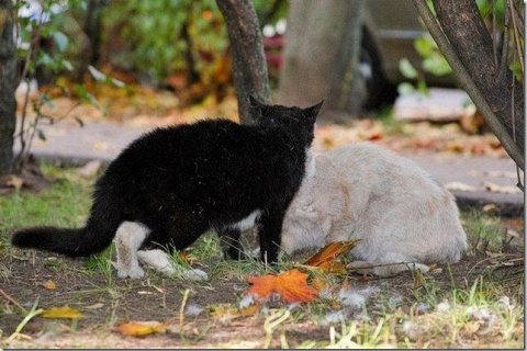 Борьба между черным и белым котом