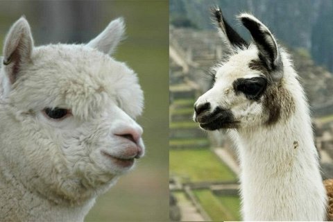 В чем разница между ламой и альпакой?