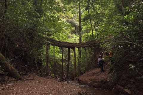 Эль-Пуэнте-Раис - природный мост из корней