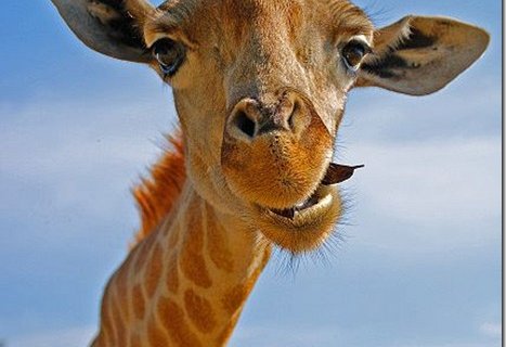 Жирафы - самые высокие млекопитающие на Земле