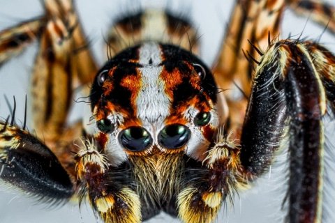 Бразильский странствующий паук и его яд