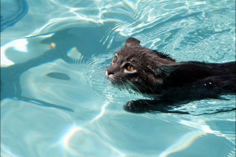 Все животные умеют плавать