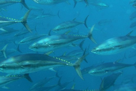 Голубой тунец: деликатес, или вымирающий вид?