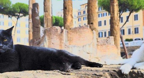Уникальный приют для кошек среди древнеримских руин