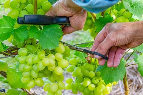 Виноград для начинающих: секреты успешного выращивания