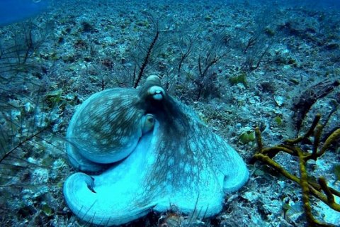 Почему у осьминога голубая кровь?