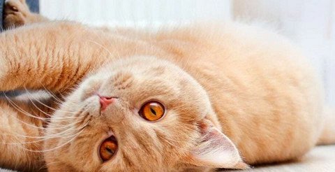 Почему ваша кошка дерет диван и как это остановить