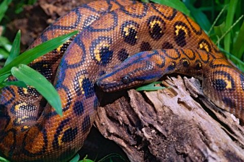 Змея боа, считавшаяся самцом, рожает 14 детенышей