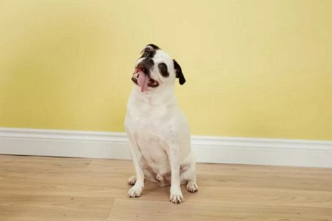 Почему собаки наклоняют голову?