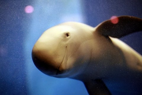 Бескрылая морская свинья Янцзы