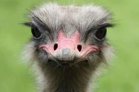 10 самых больших птиц в мире