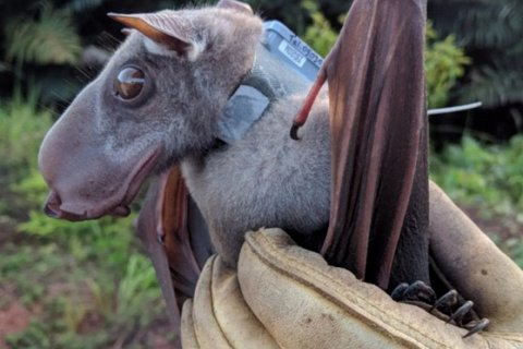 Молотоголовая летучая мышь: африканская горгулья