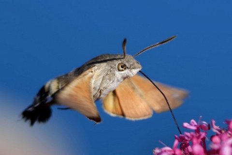 Природный Имитатор: Мотылек Бражник