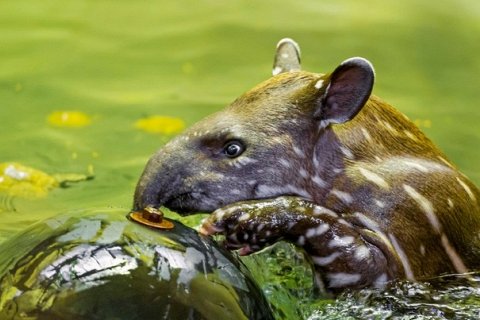 Тапиры: загадочные нечеткопалые млекопитающие