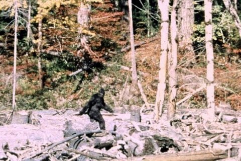 Существует ли снежный человек? Наблюдения и доказательства