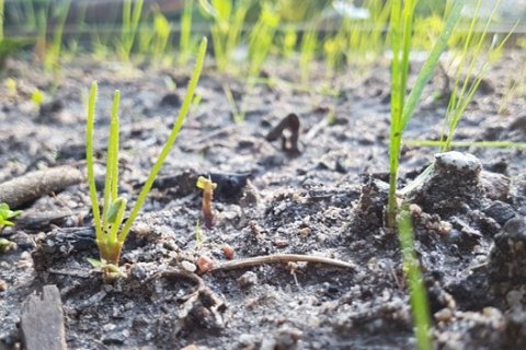 Умная почва: революционная инновация в сельском хозяйстве