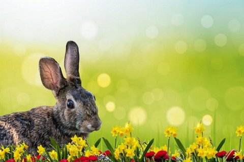 Заяц и кролик: в чем отличия?