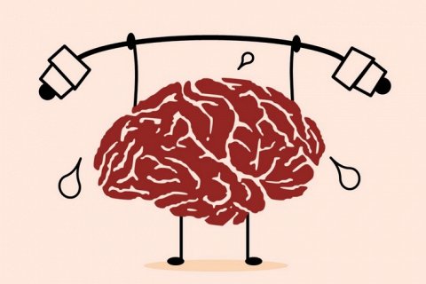 Сколько процентов мозга мы используем? Мифы и реальность
