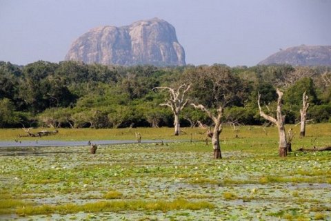 Яла: Дикая Природа Шри-Ланки без Границ