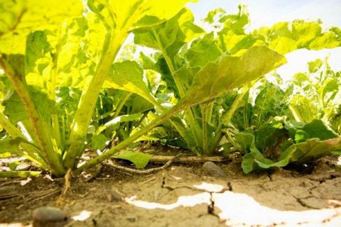 Генетически модифицированный салат содержит в 30 раз больше минералов