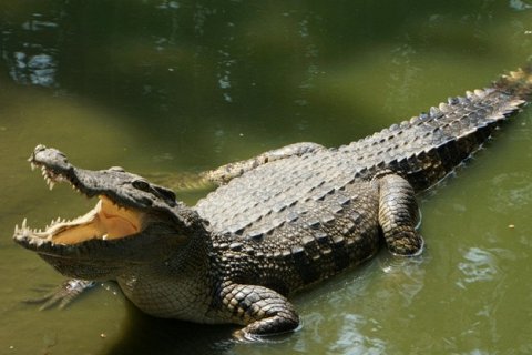 Алигатор и крокодил: в чем разница?